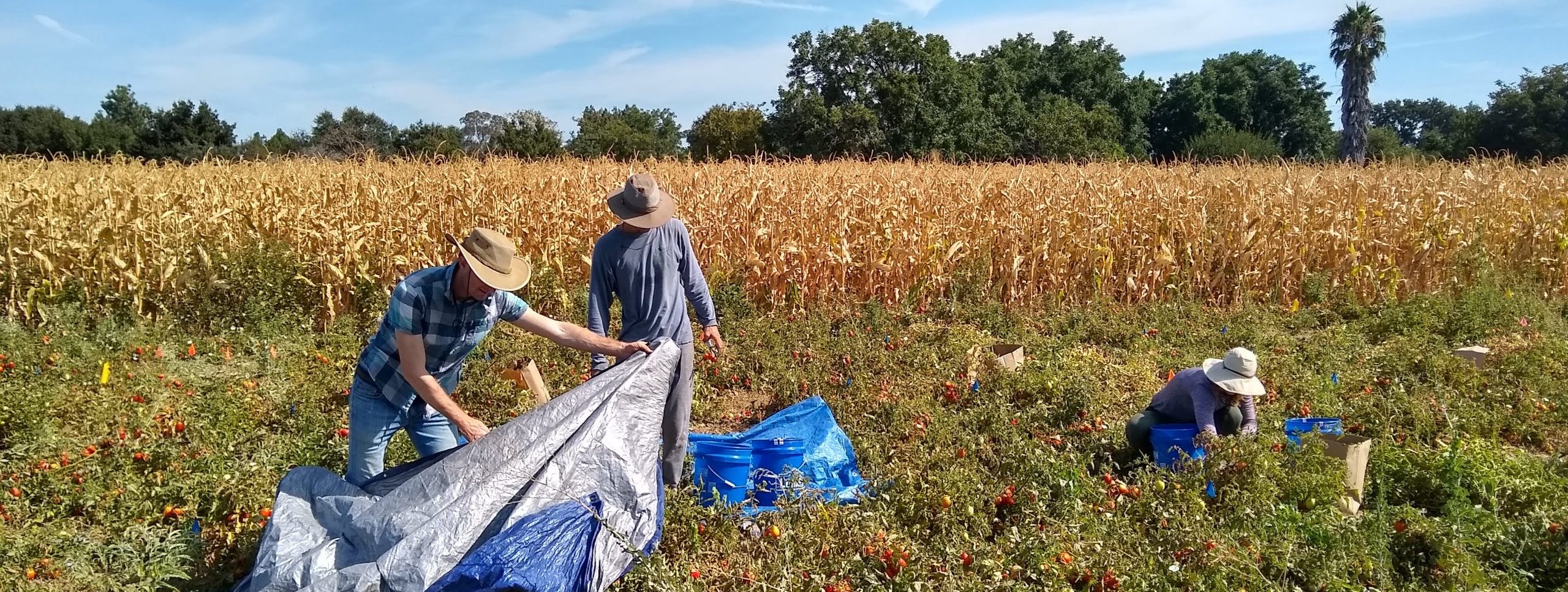 Agroecology