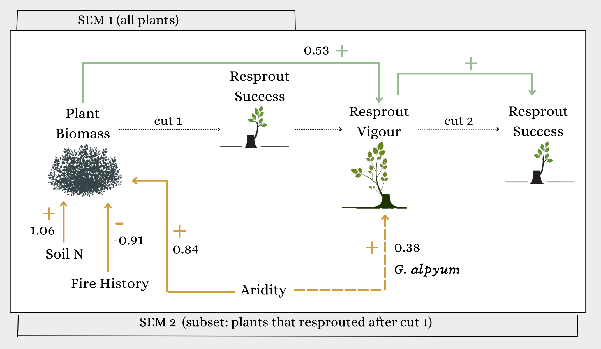 Structural equation models (SEMs) show relationships among environmental drivers (historical aridity, historical fire activity, soil nitrogen), pre-disturbance plant biomass, and resprouting responses in a two-stage field cutting experiment.