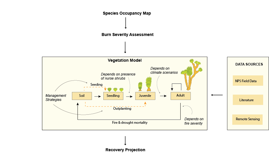 DSE/JOTR vegetation process model