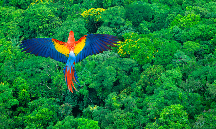 Parrot