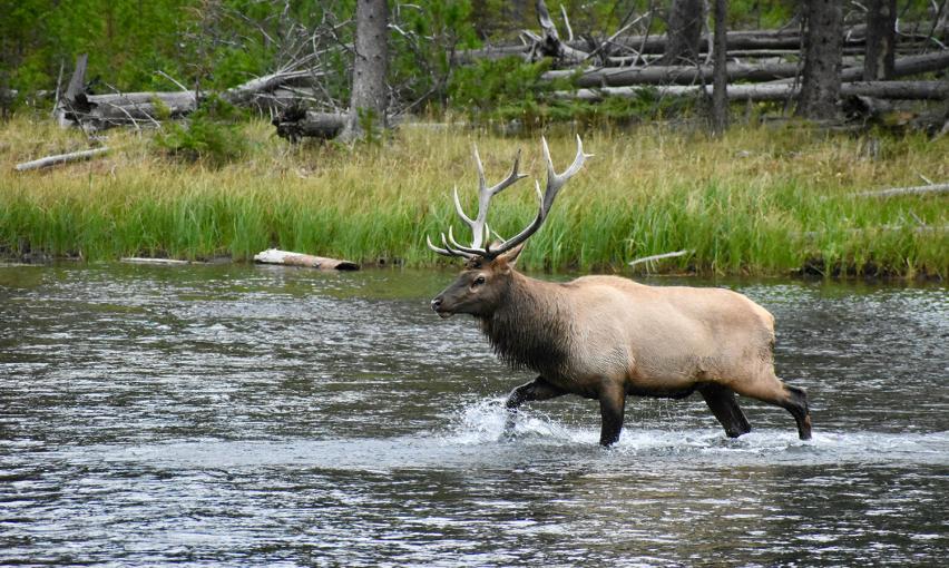 Elk are culturally significant to Tribes DSE works with