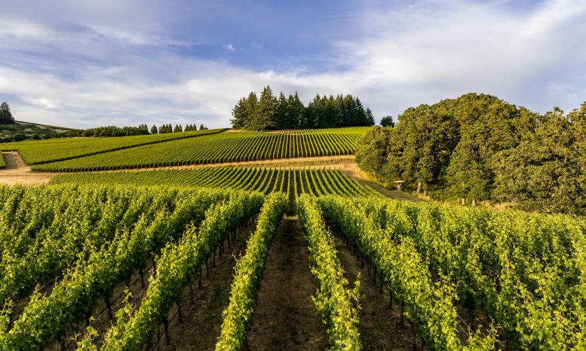 agricultural field