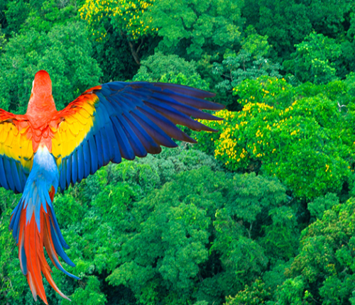 Parrot