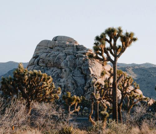 Joshua trees and boulders in Joshua tree national park