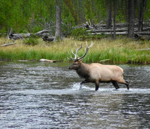 Elk crossing a river in northern California
