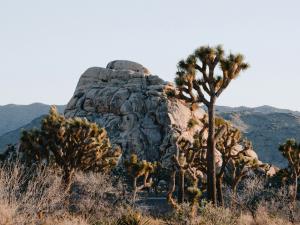 Joshua trees and boulders in Joshua tree national park