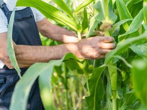 Image of hands picking corn off of the stock