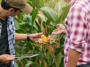 Image of farmers inspecting corn crop