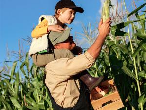 Image of a father and son picking corn on a farm