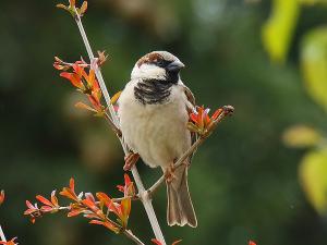 house sparrow (Imran Shah)
