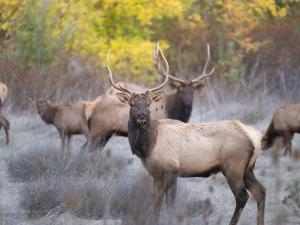 california elk