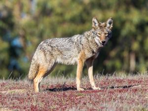 image of CA wolf