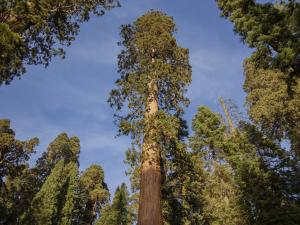 Sequoia-Kings Canyon National Park