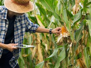 Image of a corn farmer examining corn on the stalk while holding an iPad to log data