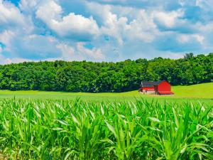 Image of a red barn underneath a blue sky with clouds on a corn farm